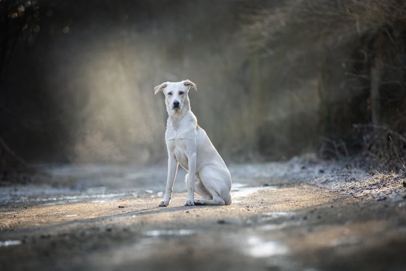 Foto Pet Pinerolo *azione* *cosa* *dove*