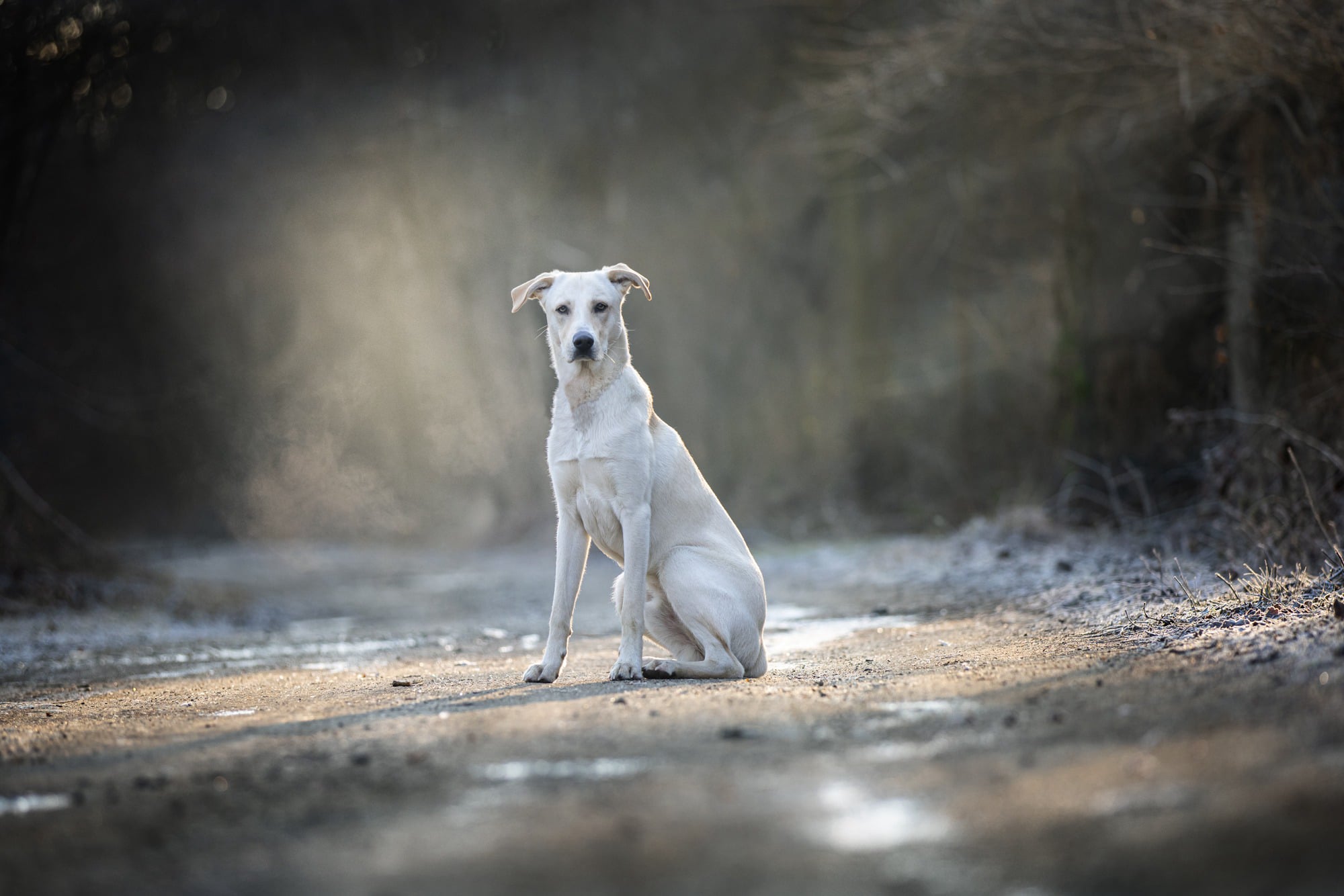 Foto Pet Pinerolo *azione* *cosa* *dove*